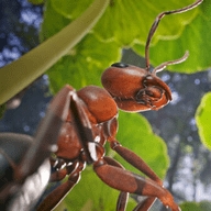 蚂蚁生存模拟器